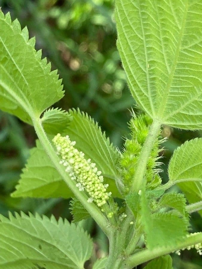 Acalifa setosa 5