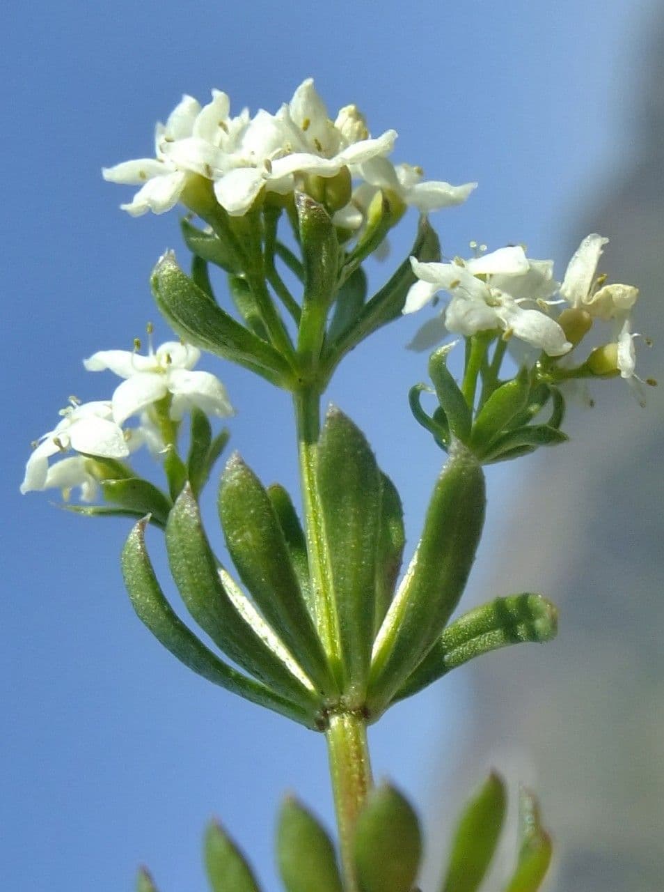 Galium pseudo-svizzero 3