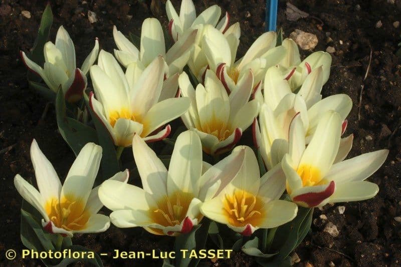 Tulipano ninfea