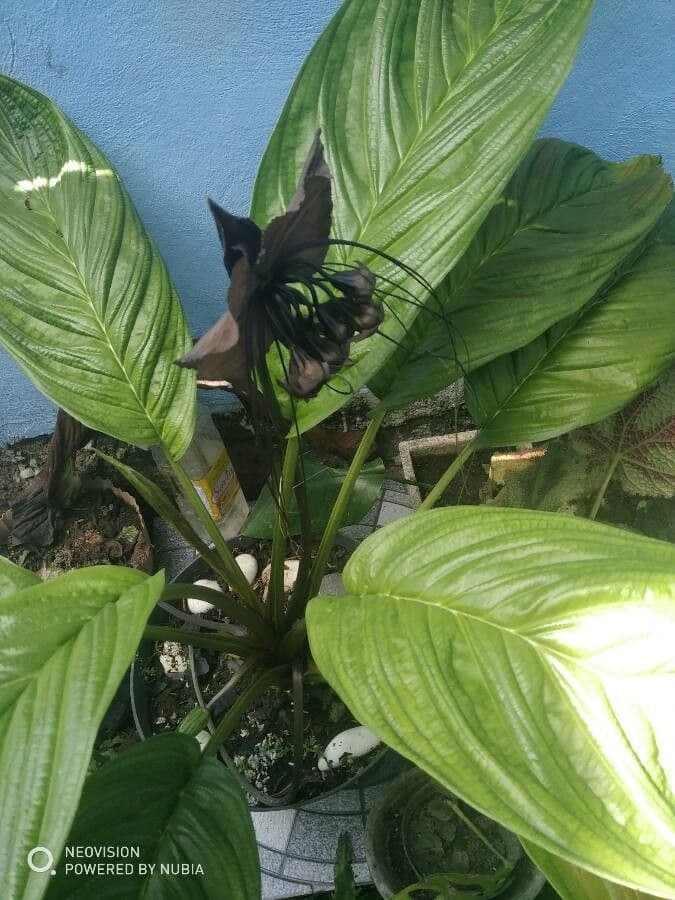 Tacca 18