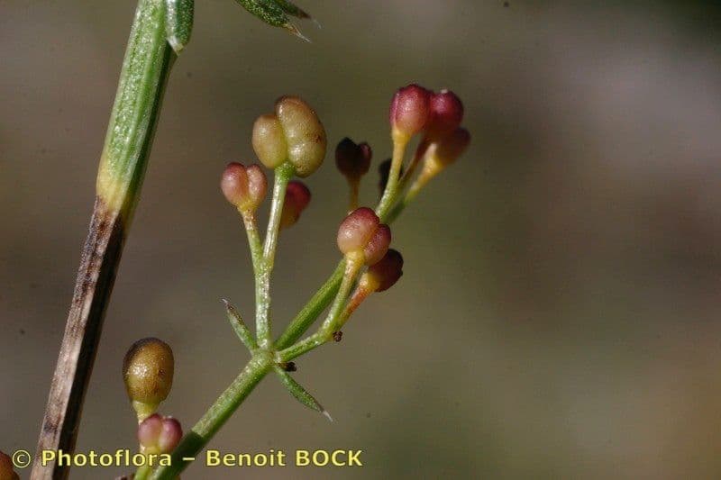 Rubia glauca 2
