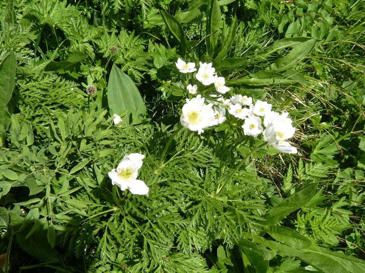 Anemone narcissiflora 26