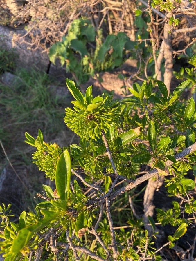 Coptosperma graveolens 9