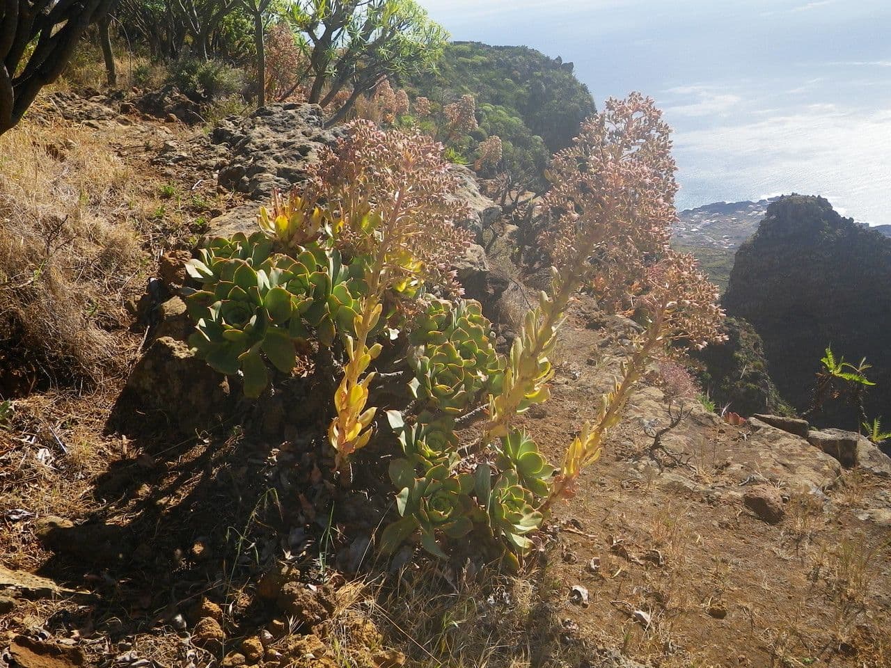 Aeonium 8