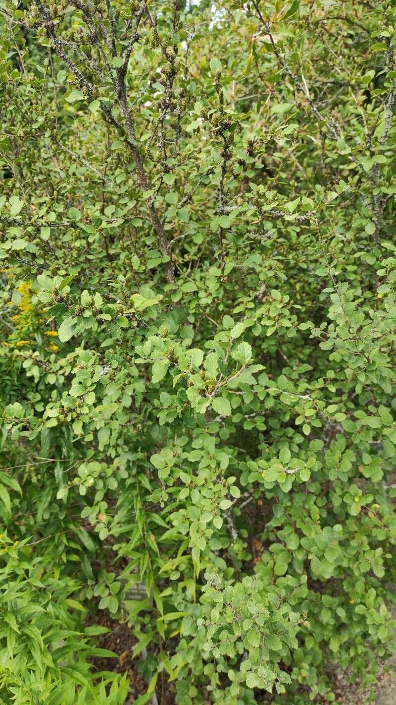 Betula humilis 11