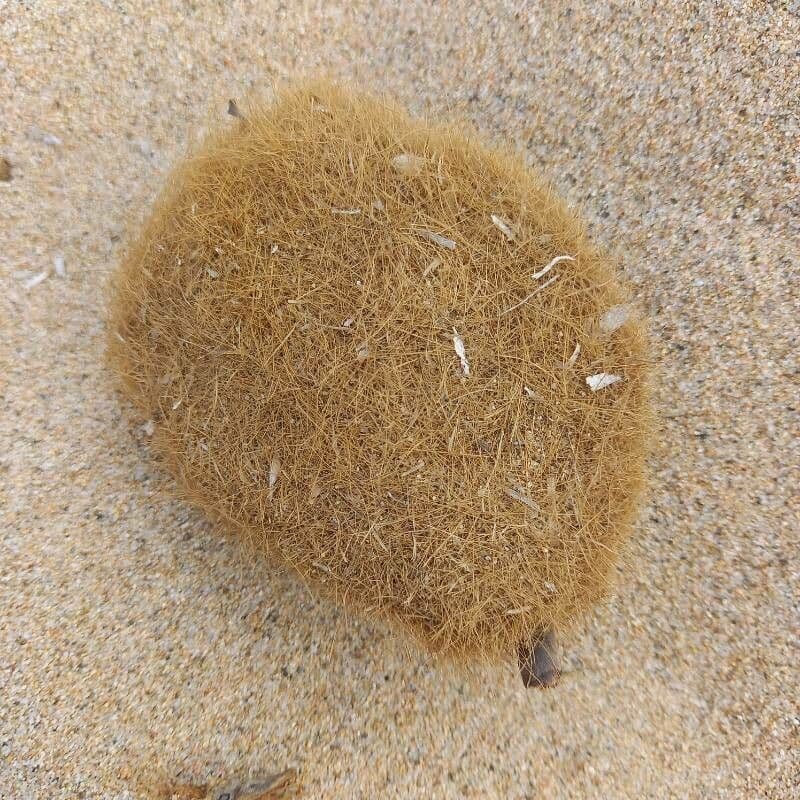 Posidonie mořská 11