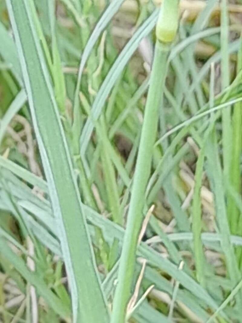 Chloris barbata 23