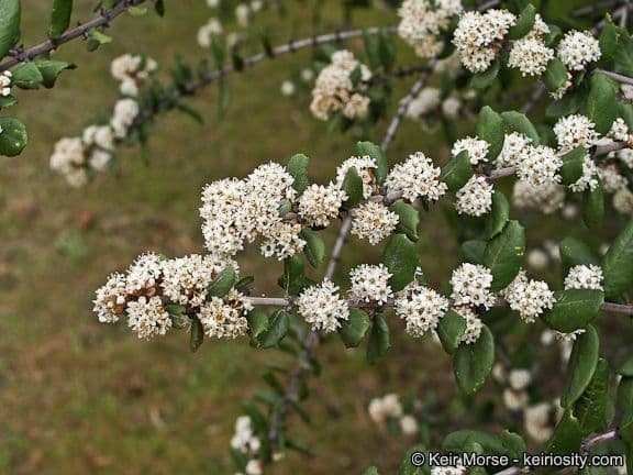 Ceanothus 8