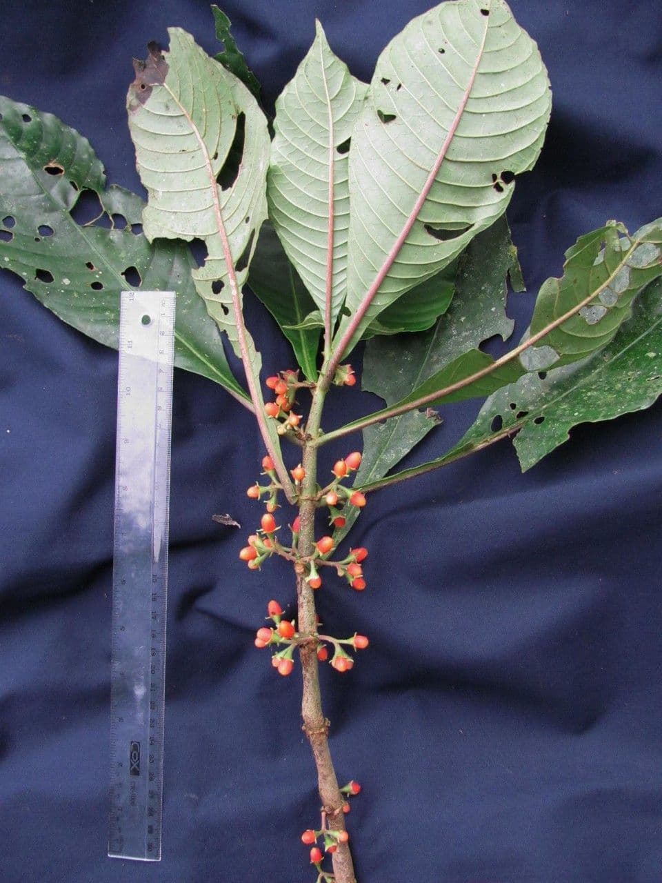 Hoffmannia 11