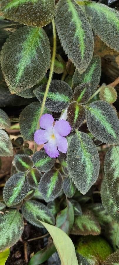 Episcia 4