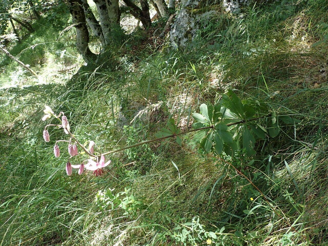 Lis martagon 14