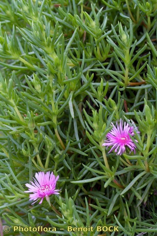 Lampranthus 7