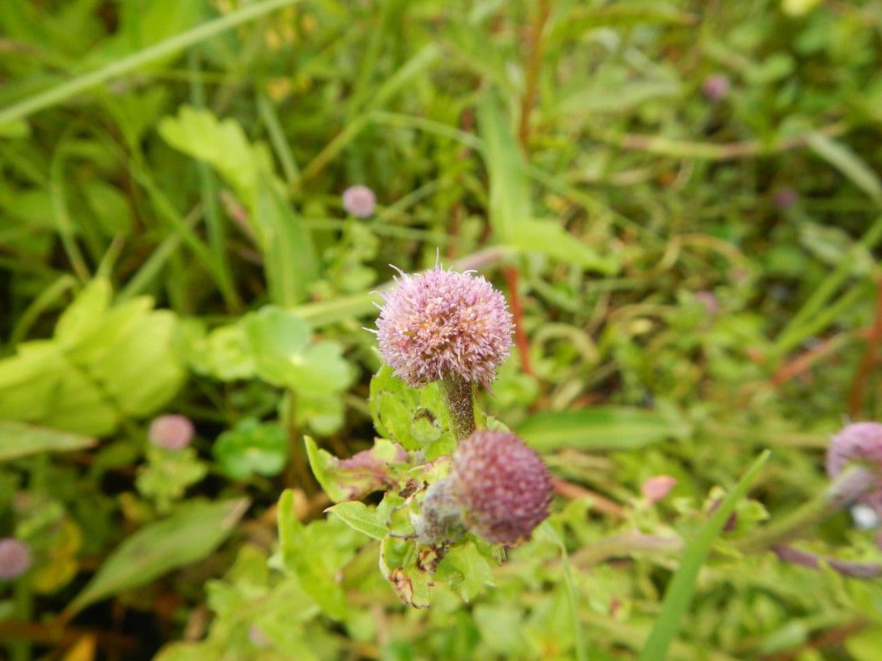 Sphaeranthus steetzii 5