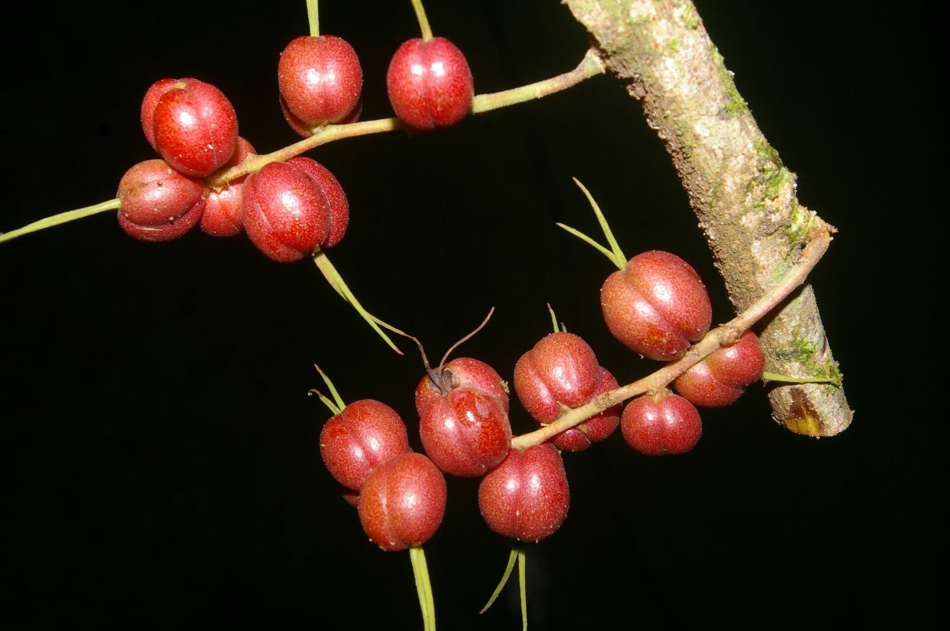 Achiotillo 2