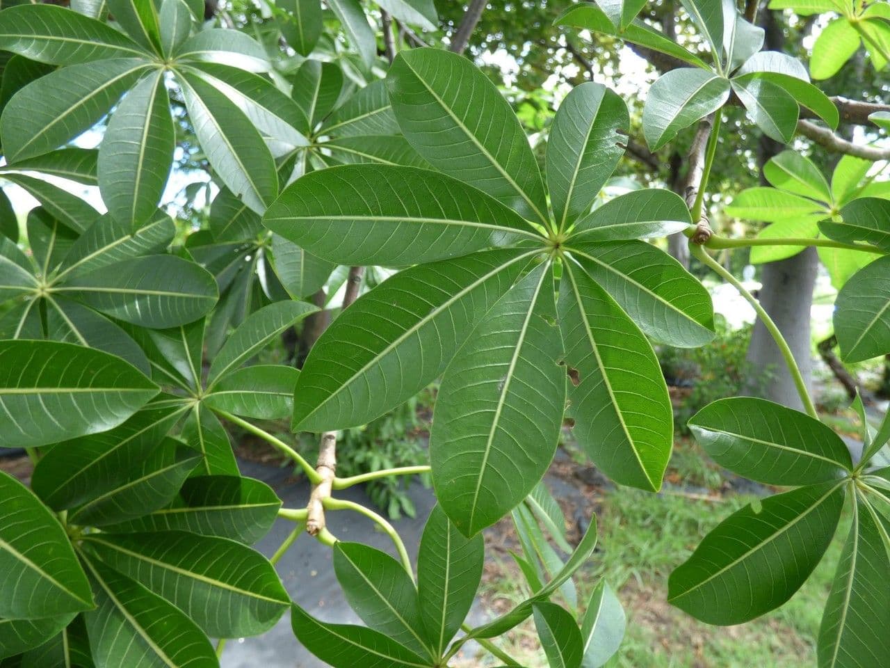 Baobab 10
