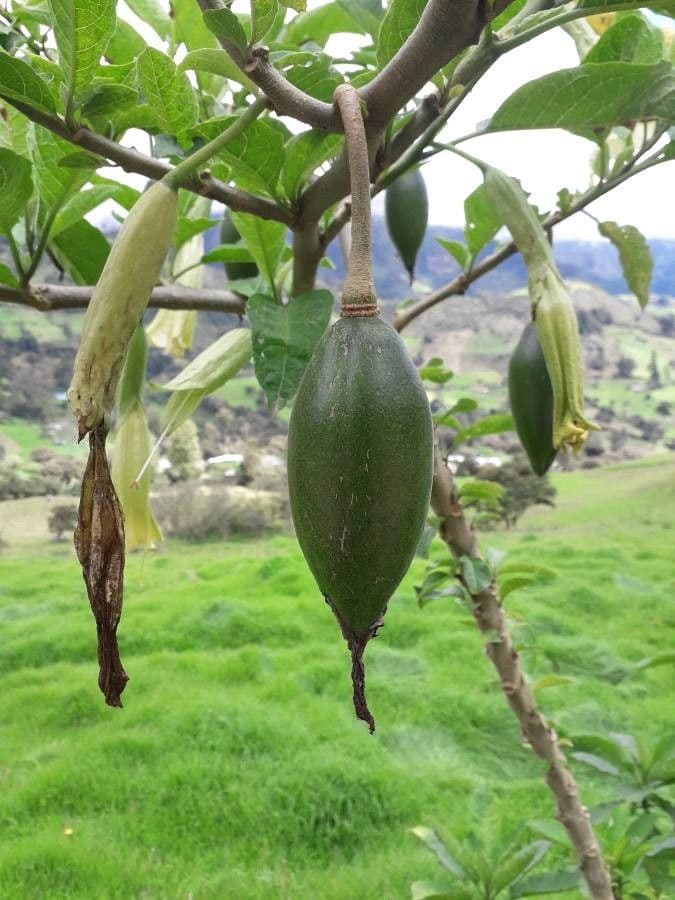 Datura