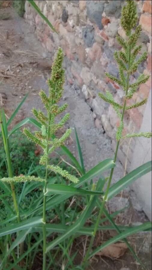 Giavone comune 9
