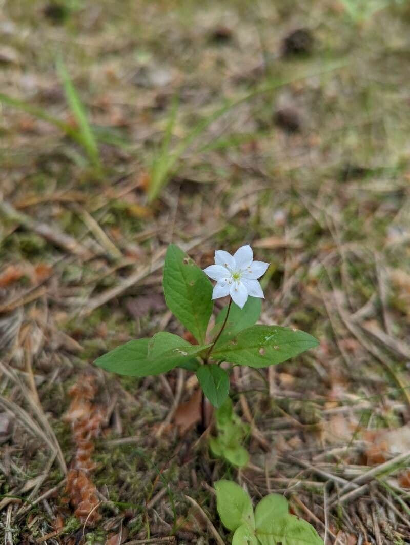 Trientalis 7