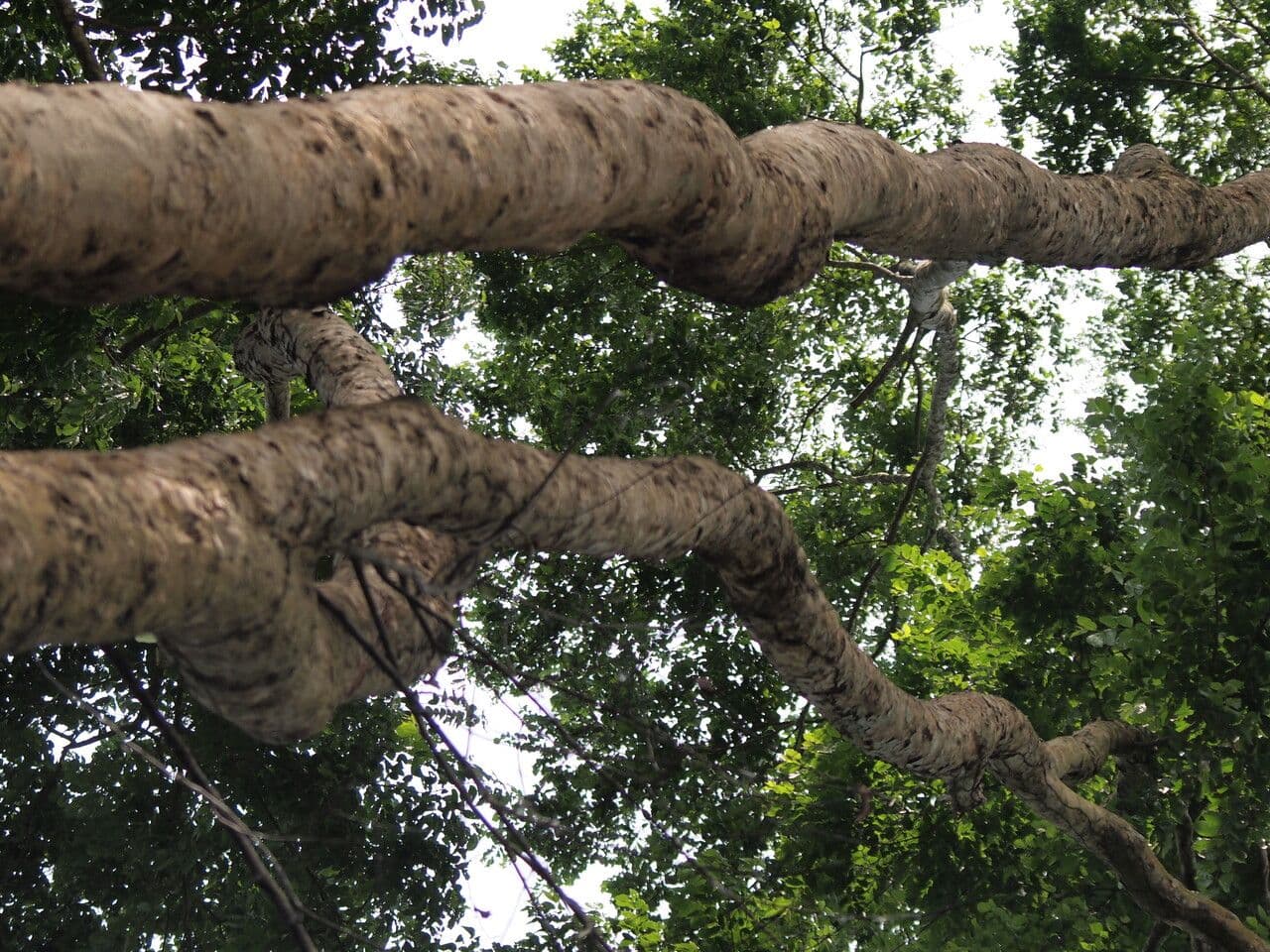 Combretum