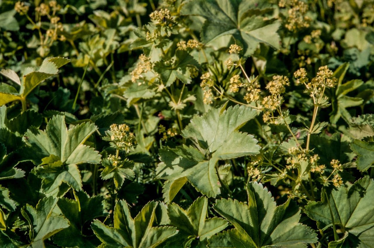 Alchemilla 7