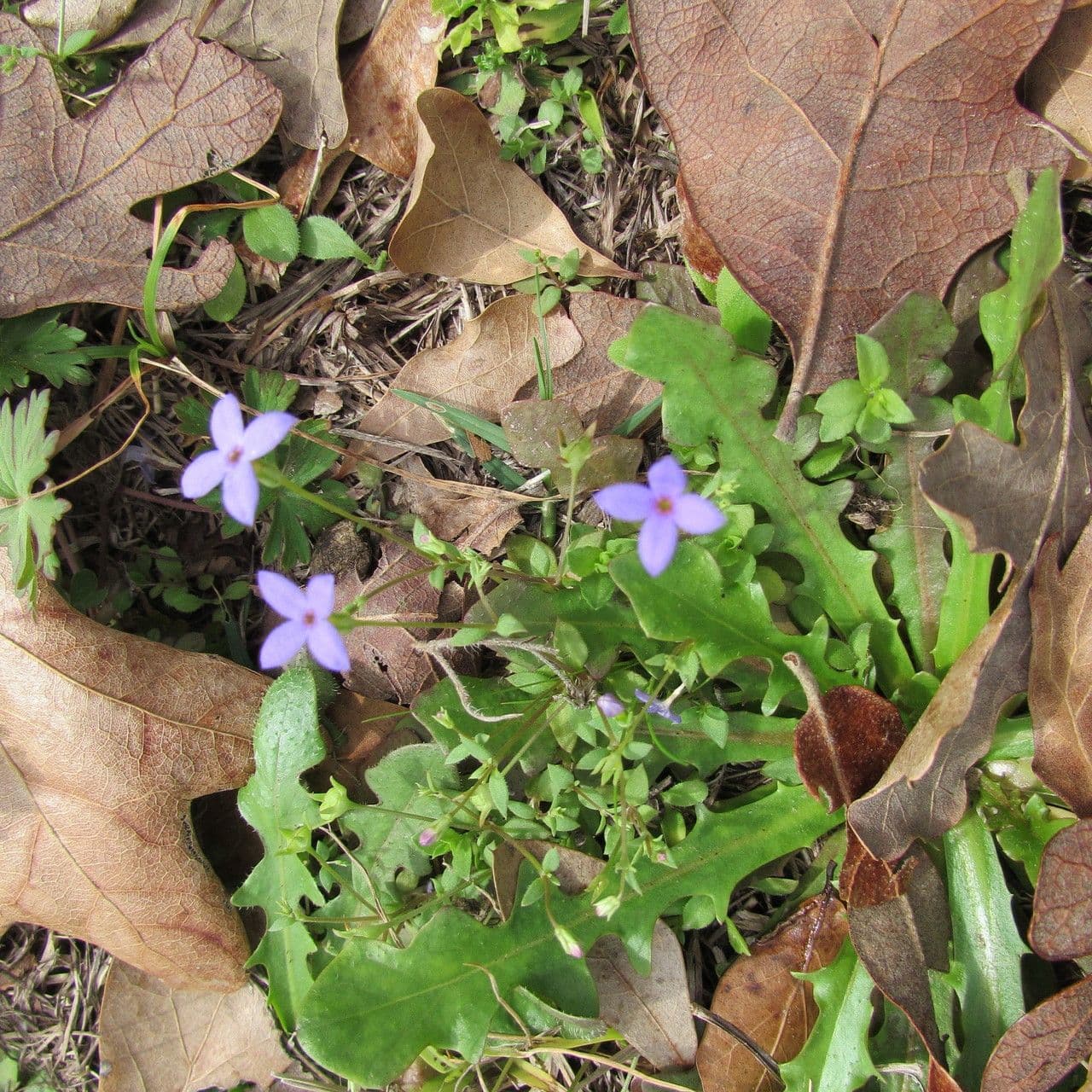 Houstonia minuta 10