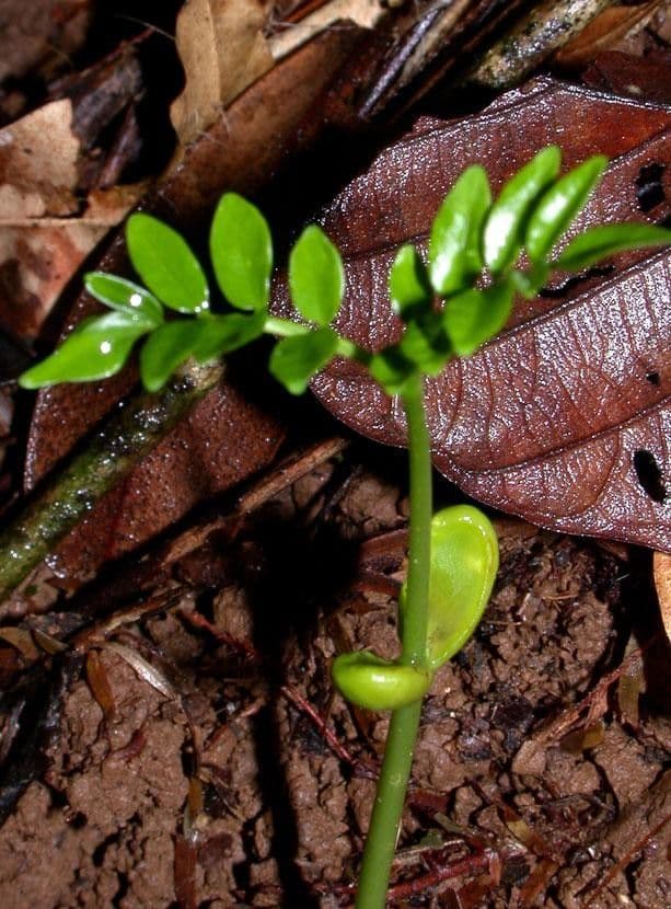 Simaruba amara 8