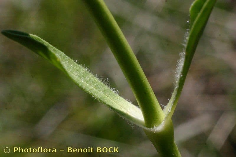 Saponaria bellidifolia 22