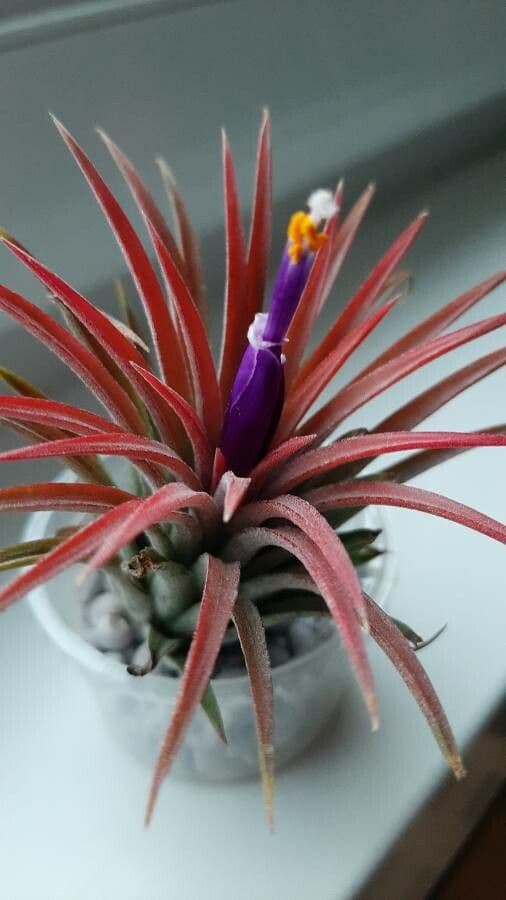 Tillandsia ionantha 2