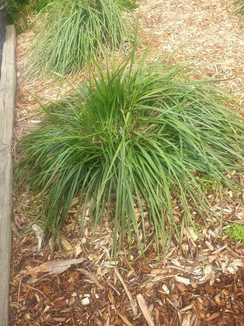 Dianella