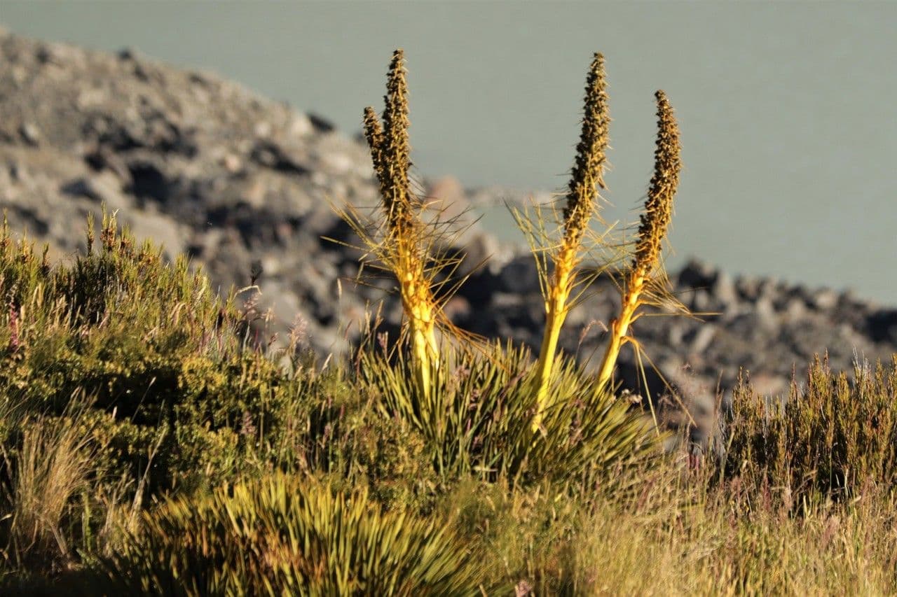 Aciphylla aurea 6