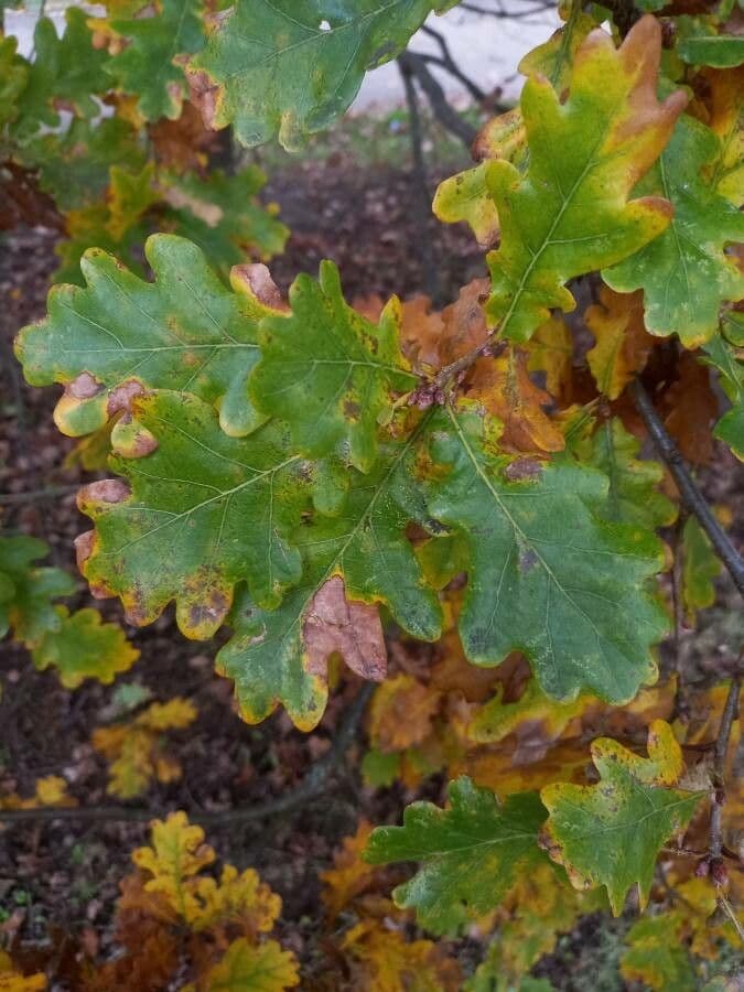 Quercia comune 18