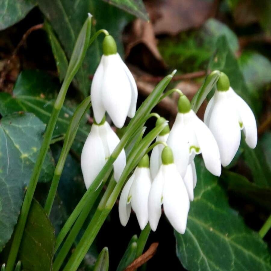 Sněženka podsněžník 25