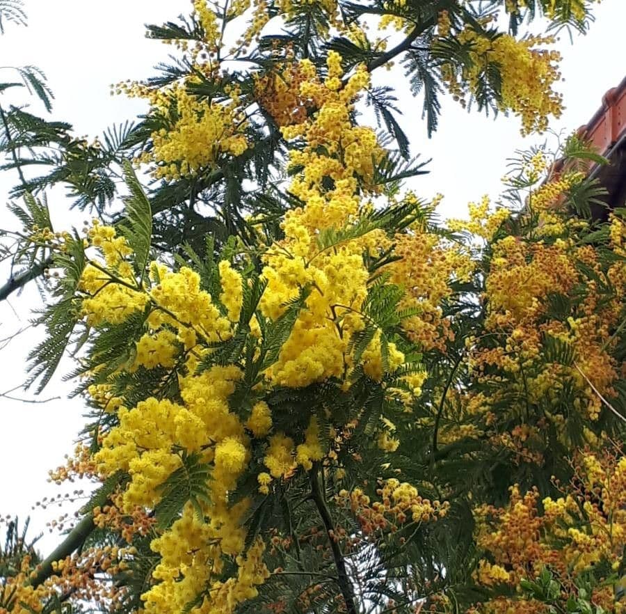 Acacia di Bailey 10