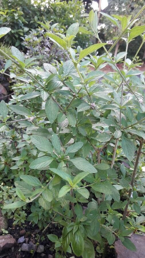 Lippia alba 22