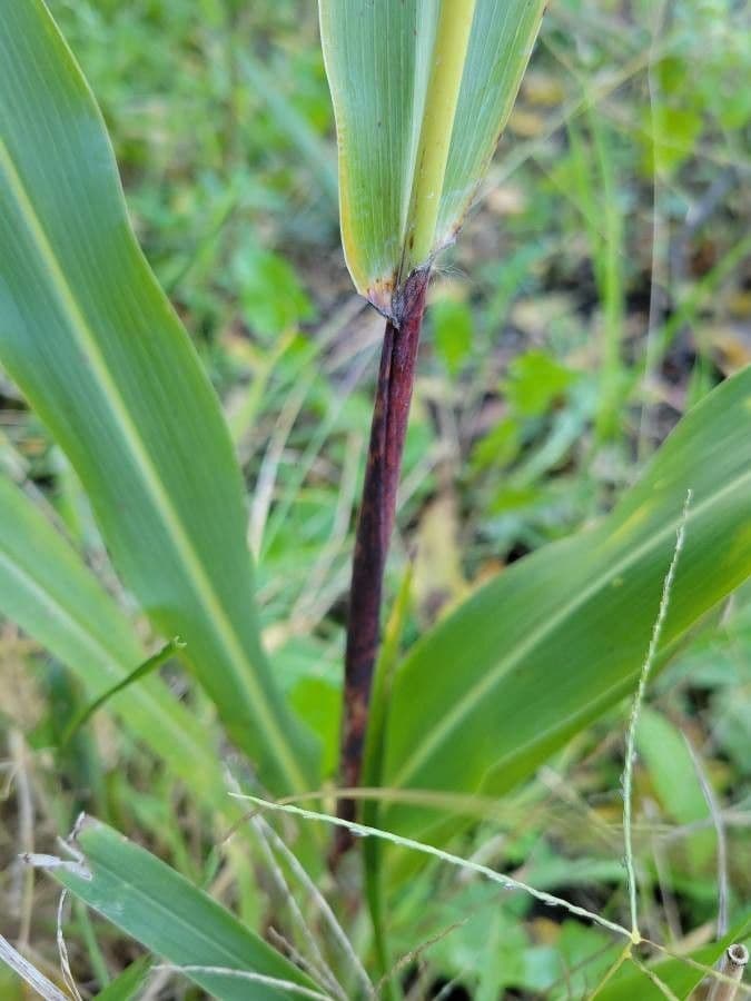 Sorgo 25