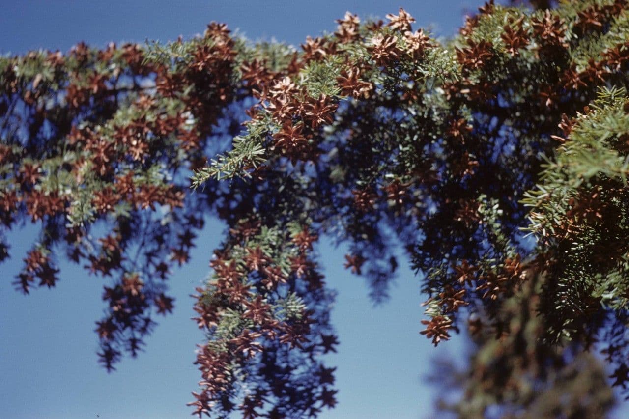 Tsuga della Carolina 5