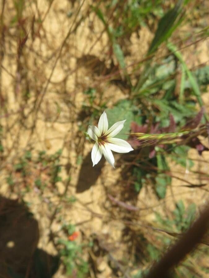 Sisyrinchium 2