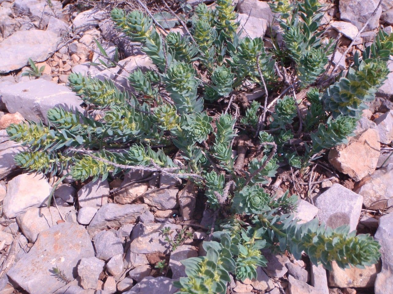 Thymelaea sanamunda 8