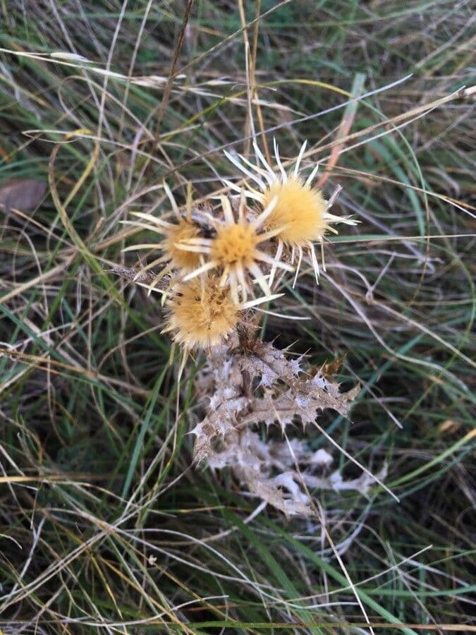 Carlina corimbosa 17