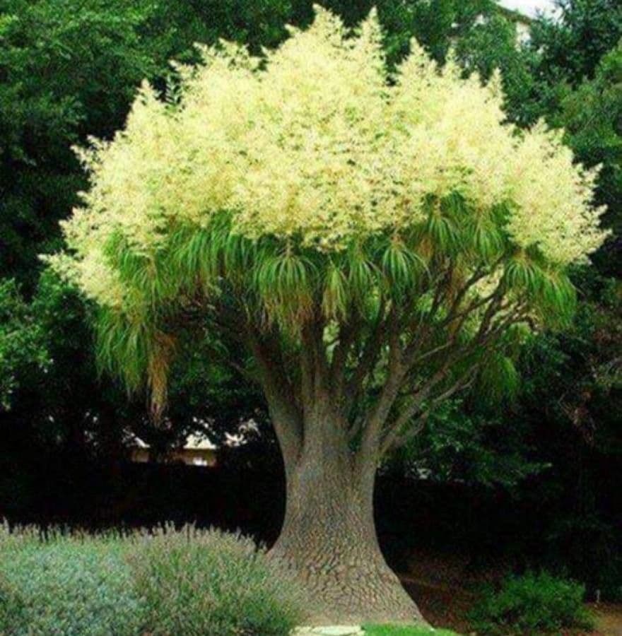 Beaucarnea 10