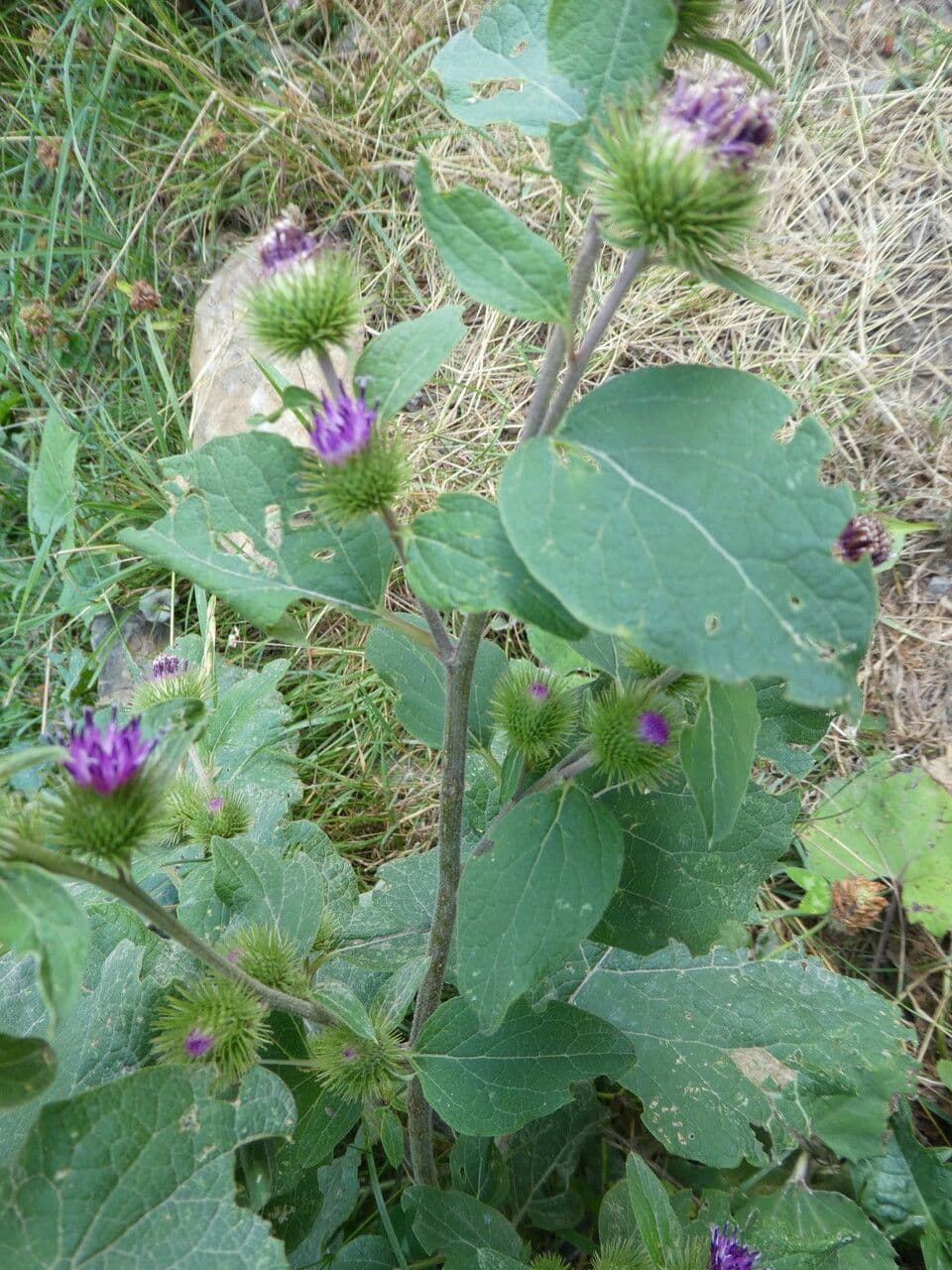 Bardana minore 14