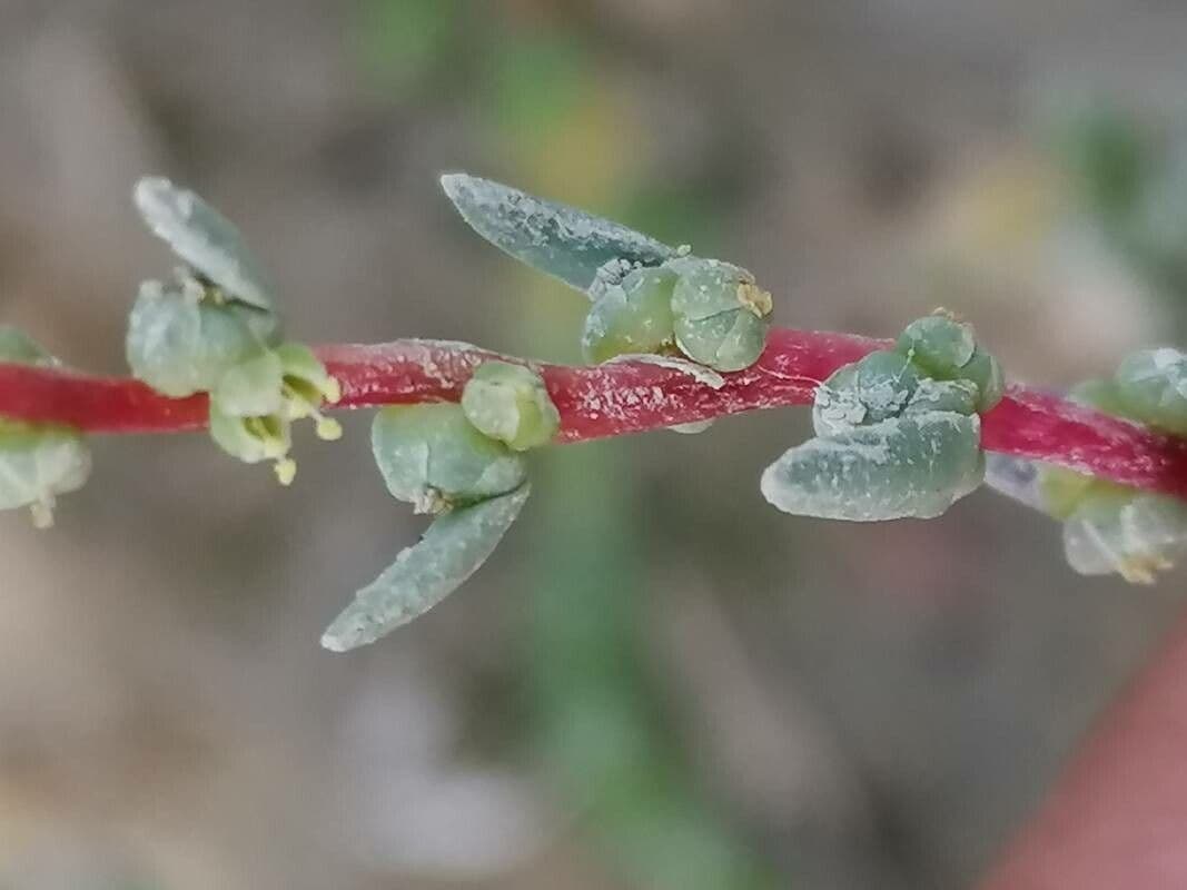 Suaeda marittima 23