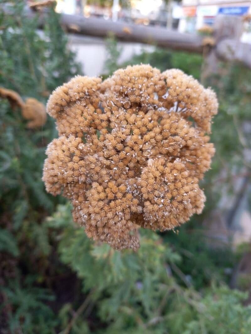 Achillea filipendula 20