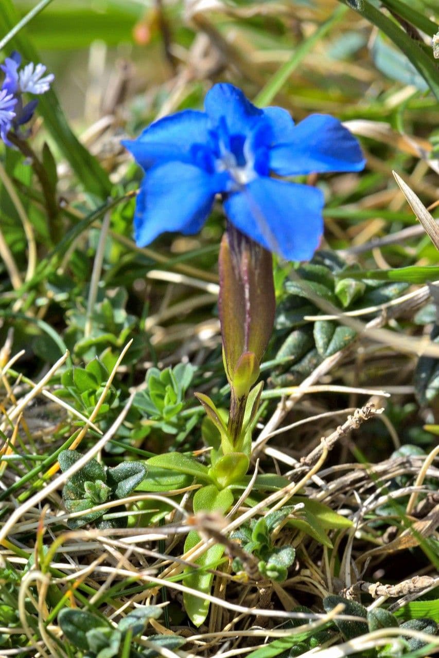 Genziana minore 8