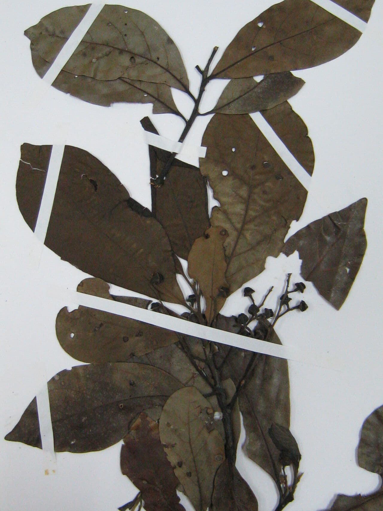 Laurel espada 23
