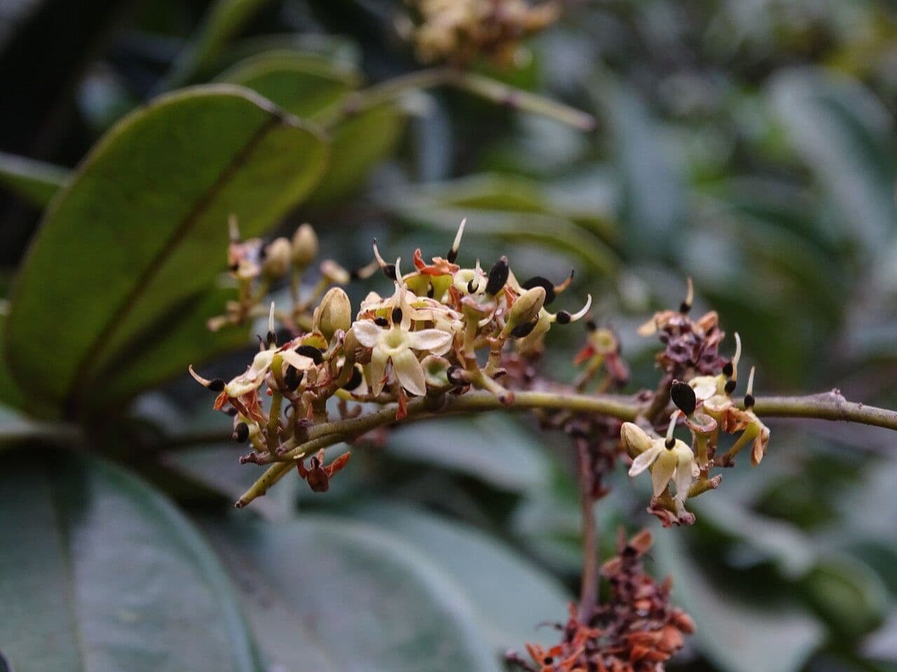 Dialium guineense 7