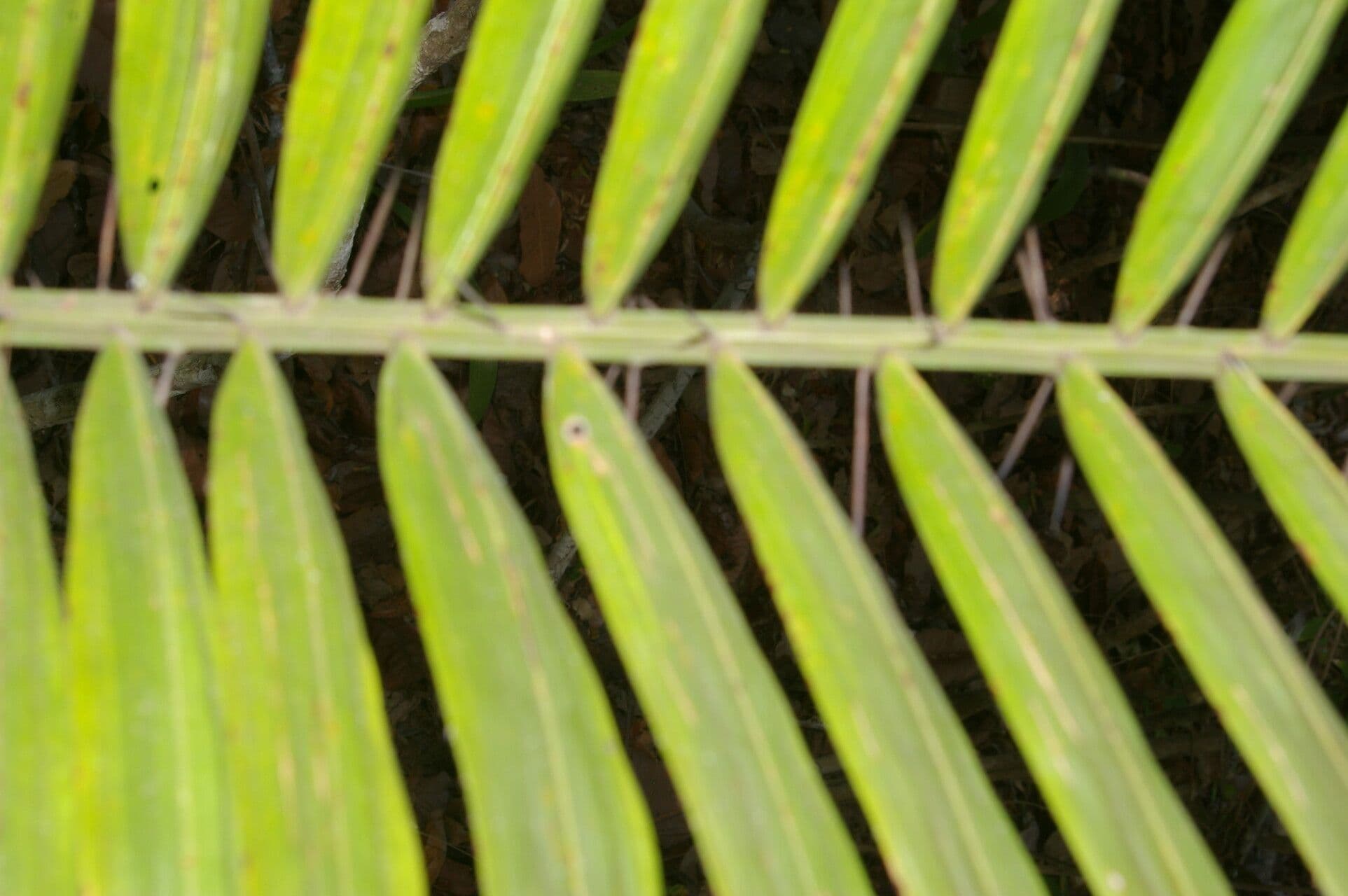 Große Bactris-Palme 9