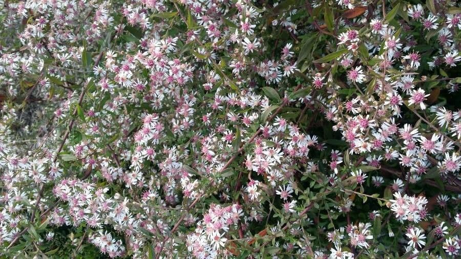 Aster divariqué 3