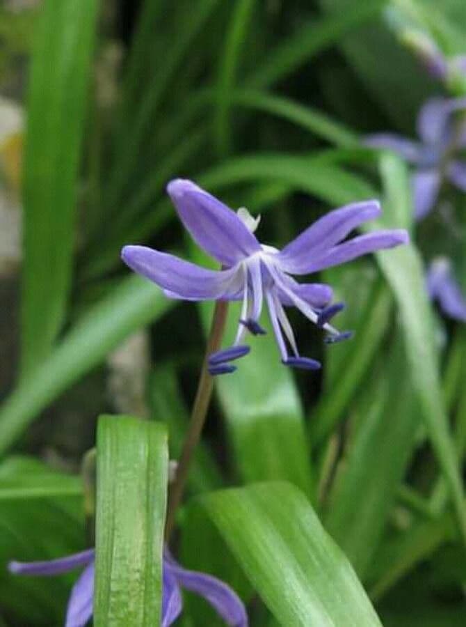 Veverkovica