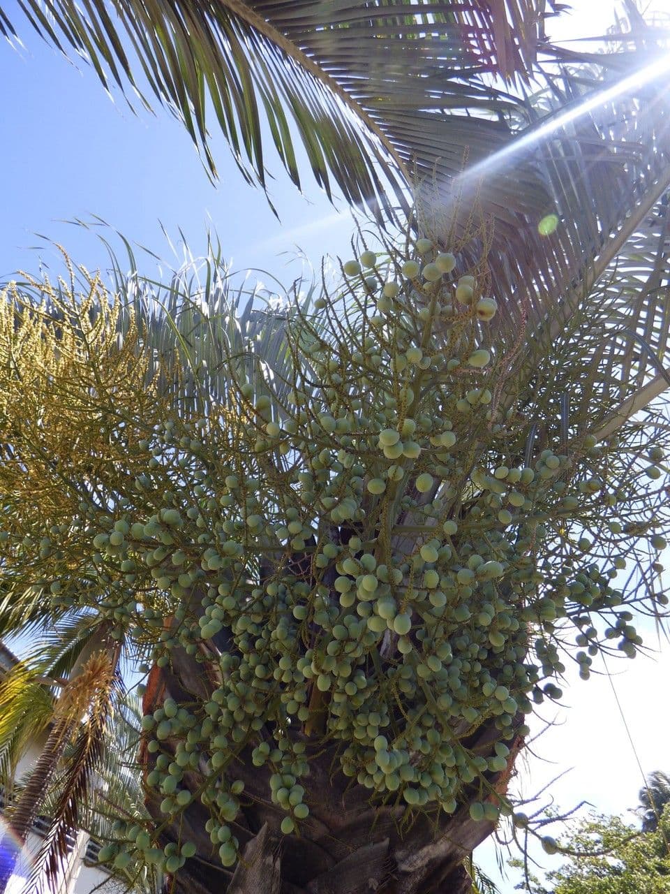 Palma triangular